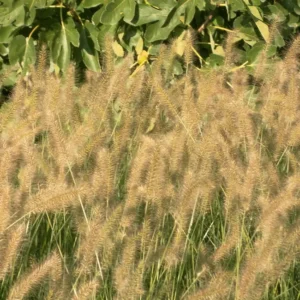 pennisetum alopecuroides hameln grupo 1 | jardinesconestiloes Pennisetum Alopecuroides Hameln Grupo 1 Gramíneas Ornamentales Guía Para Dar Movimiento Y Vida a Tu Jardín