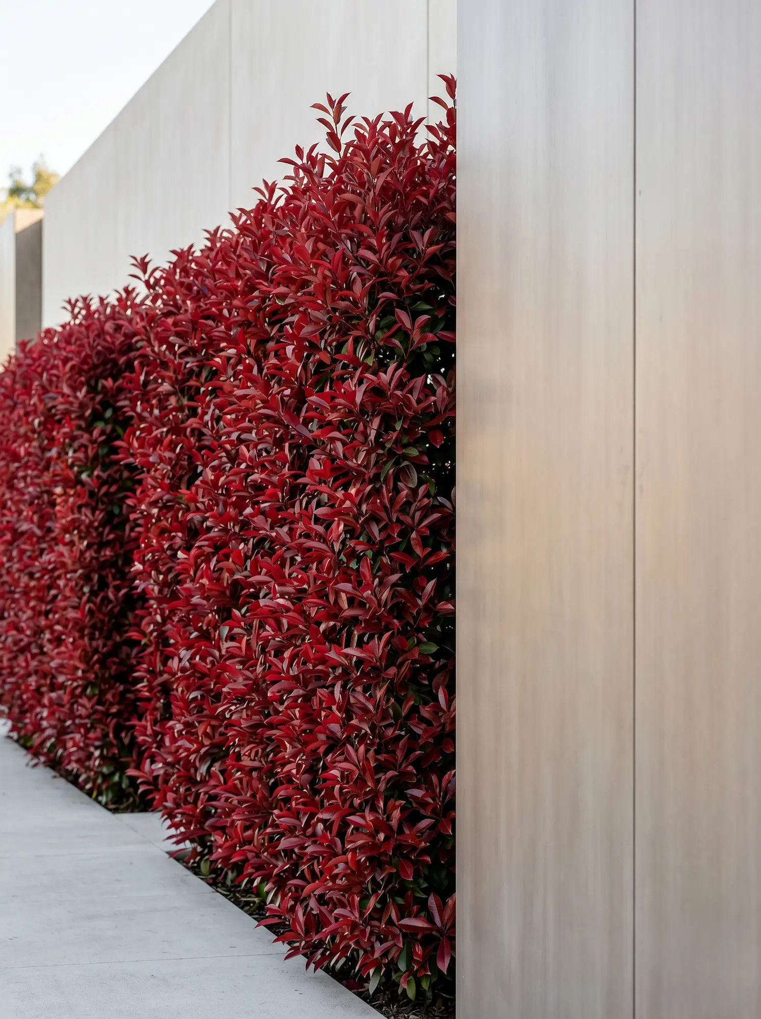 Photinia Petit Fotinias photinia X Fraseri Guía De Variedades Para Un Diseño De Excelencia'Carré Rouge') de estructura densa y vertical, actuando como nexo vegetal de absoluta calidad junto a un muro de líneas arquitectónicas modernas.