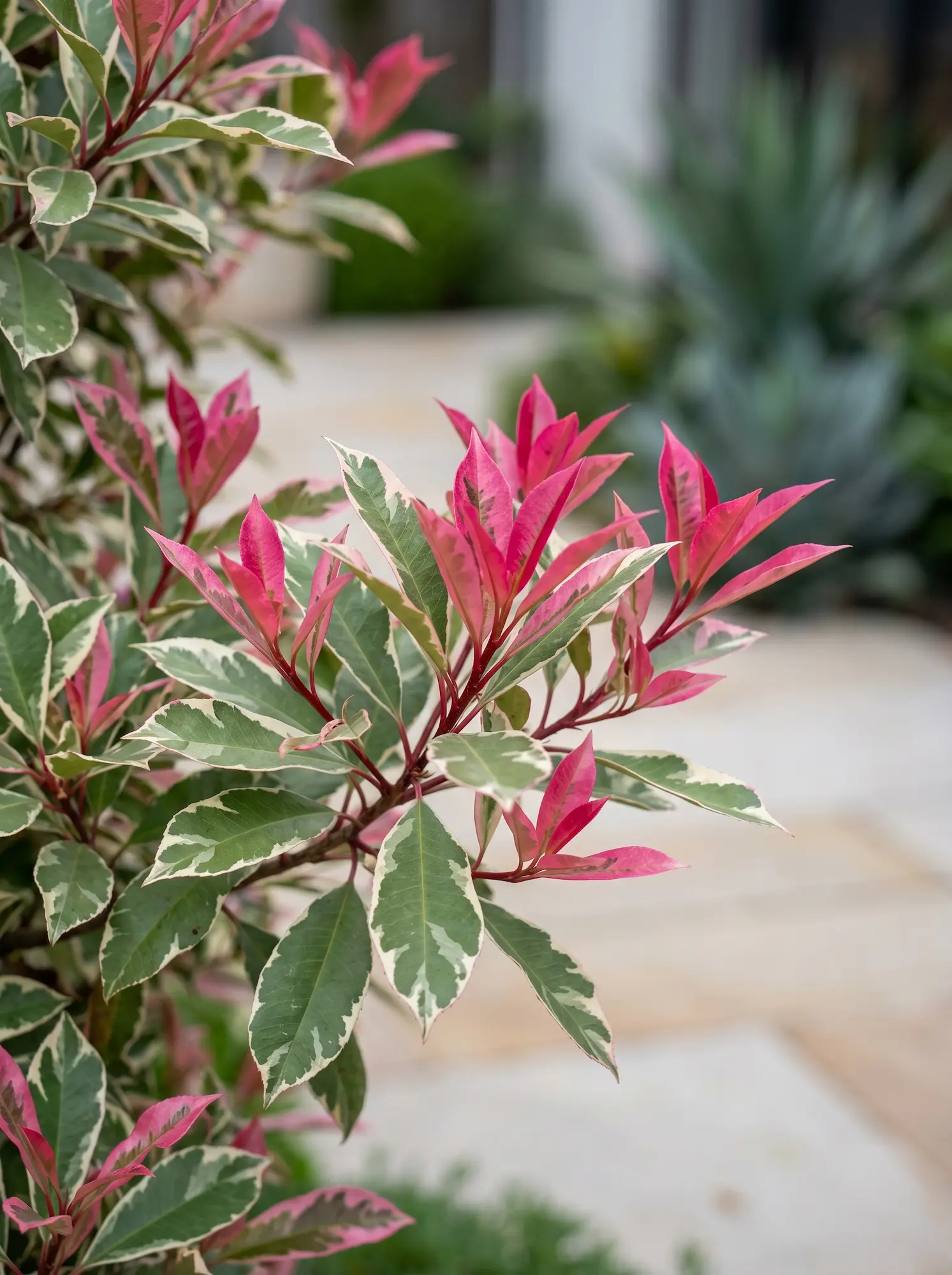 Photinia Pink Marble Fotinias photinia X Fraseri Guía De Variedades Para Un Diseño De Excelencia'Pink Marble'), cuya calidad cromática en tonos rosados y blancos crea una escenografía lumínica inigualable en zonas de menor exposición solar.