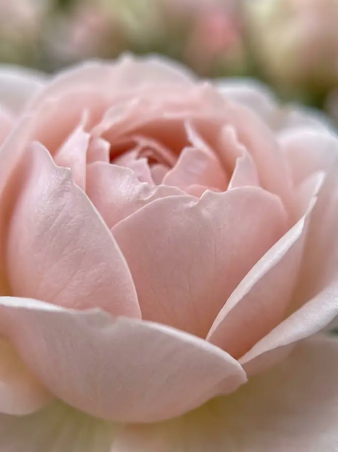 rosa Heritage | jardinesconestiloes Rosa Heritage Rosas Inglesas rosa La Nostalgia Reinventada