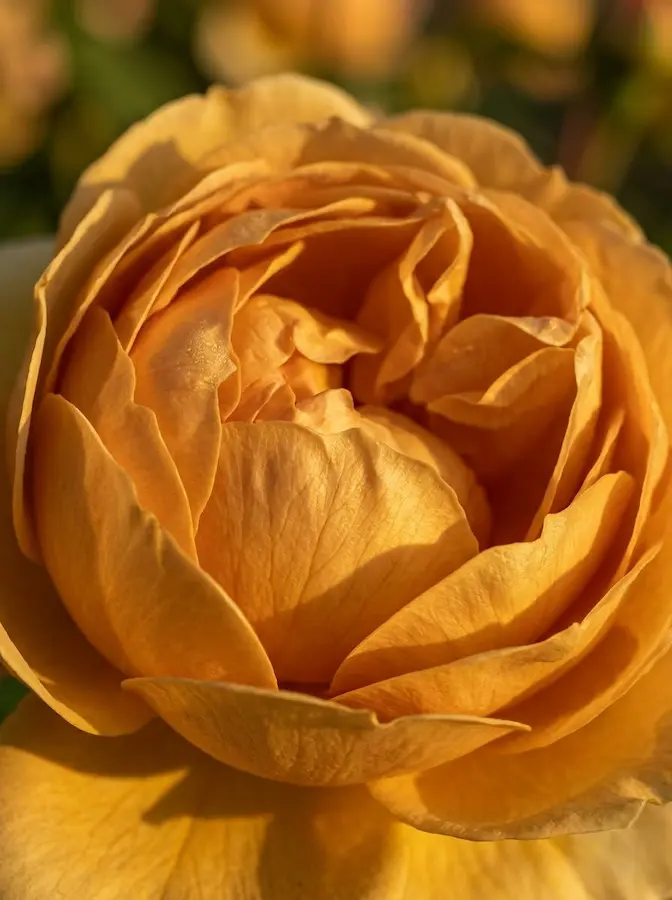 rosa golden celebrations | jardinesconestiloes Rosa Golden Celebrations Rosas Inglesas rosa La Nostalgia Reinventada