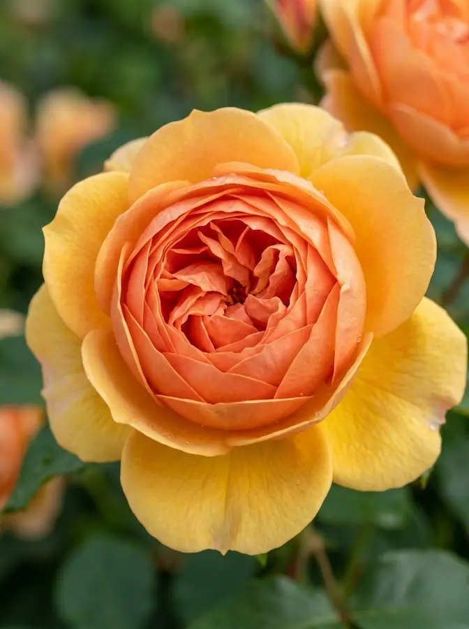 rosa lady shalott | jardinesconestiloes Rosa Lady Shalott Rosas Inglesas rosa La Nostalgia Reinventada