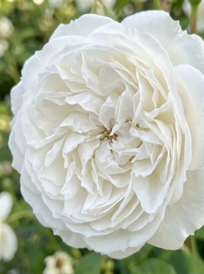 rosa winchester cathedral | jardinesconestiloes Rosa Winchester Cathedral Rosas Inglesas rosa La Nostalgia Reinventada