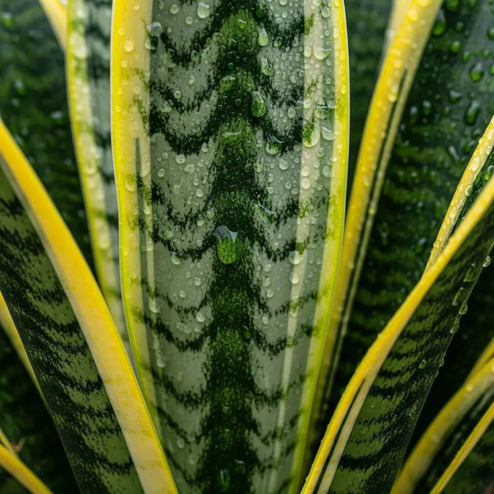 sansevieriadetallehoja | jardinesconestiloes Sansevieria detalle hoja Paisajismo De Interior Cómo Llevar El Jardín a Tu Salón Con Estilo