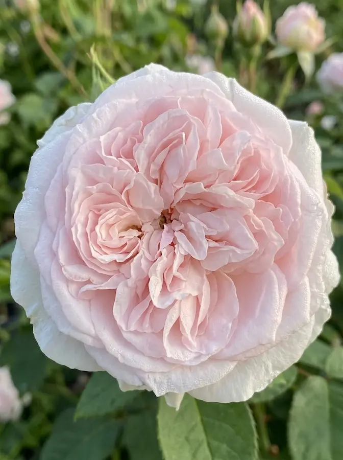 Souvenir De La Malmaisaon1 Rosales Antiguos rosa El Legado Del Aroma Y La Historia