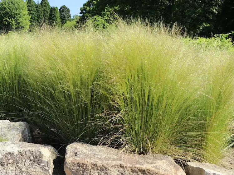 stipa tennuissima | jardinesconestiloes Stipa Tennuissima Gramíneas Ornamentales Guía Para Dar Movimiento Y Vida a Tu Jardín