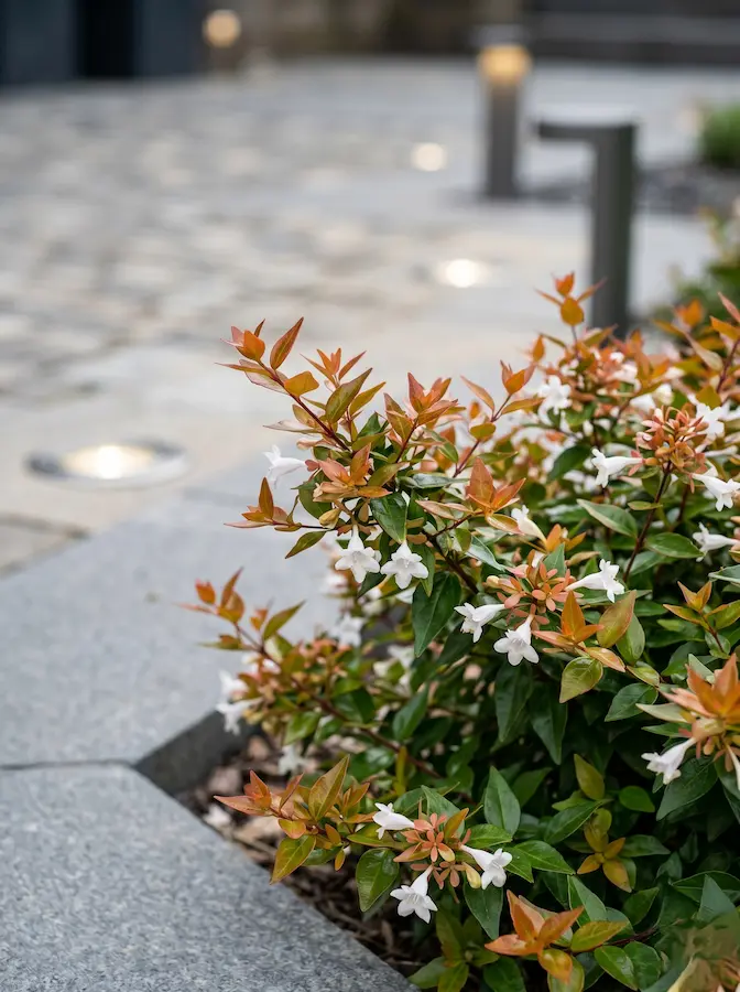 Abelia Caramel Charm | jardinesconestiloes Abelia Caramel Charm Abelia Grandiflora Versatilidad En Color Estructura Y Aroma Para El Jardín