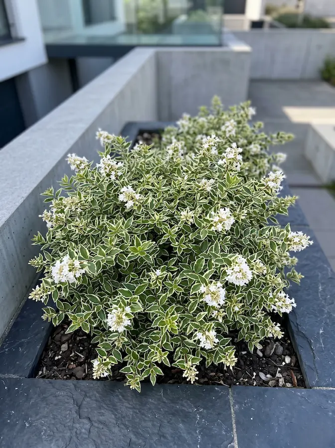 Abelia Confetti | jardinesconestiloes Abelia confetti Abelia Grandiflora Versatilidad En Color Estructura Y Aroma Para El Jardín
