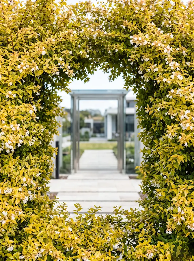 Abelia Francis Mason | jardinesconestiloes Abelia francis Mason Abelia Grandiflora Versatilidad En Color Estructura Y Aroma Para El Jardín