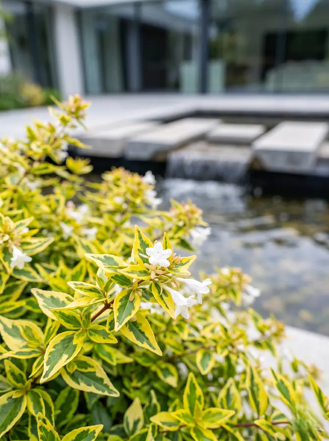 Abelia Hopley | jardinesconestiloes Abelia Hopley Abelia Grandiflora Versatilidad En Color Estructura Y Aroma Para El Jardín