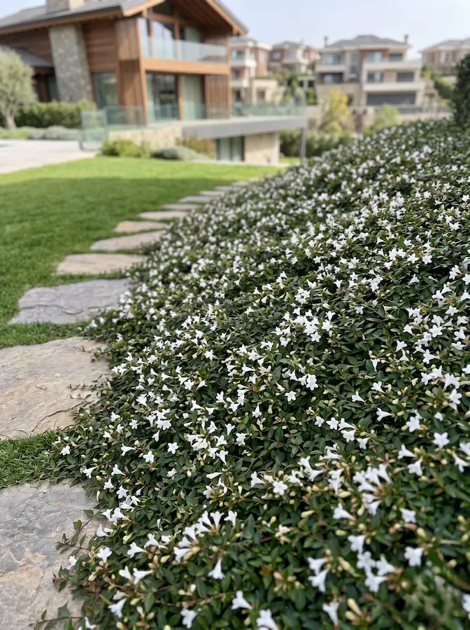 Abelia Prostrata | jardinesconestiloes Abelia Prostrata Abelia Grandiflora Versatilidad En Color Estructura Y Aroma Para El Jardín