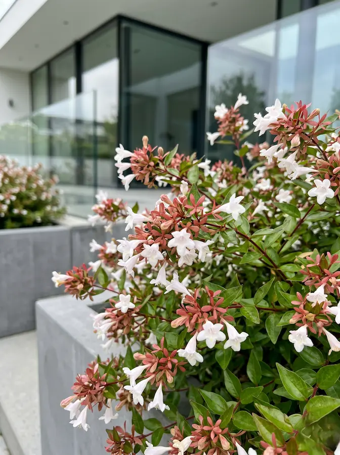 Abelia Rose Creek | jardinesconestiloes Abelia Rose Creek Abelia Grandiflora Versatilidad En Color Estructura Y Aroma Para El Jardín