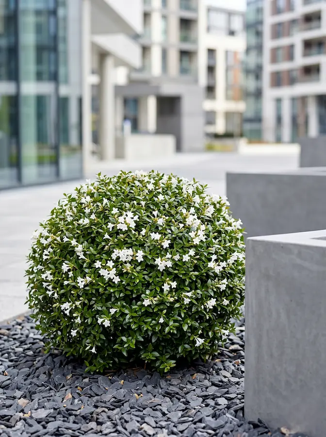 Abelia Sherwoodii | jardinesconestiloes Abelia Sherwoodii Abelia Grandiflora Versatilidad En Color Estructura Y Aroma Para El Jardín