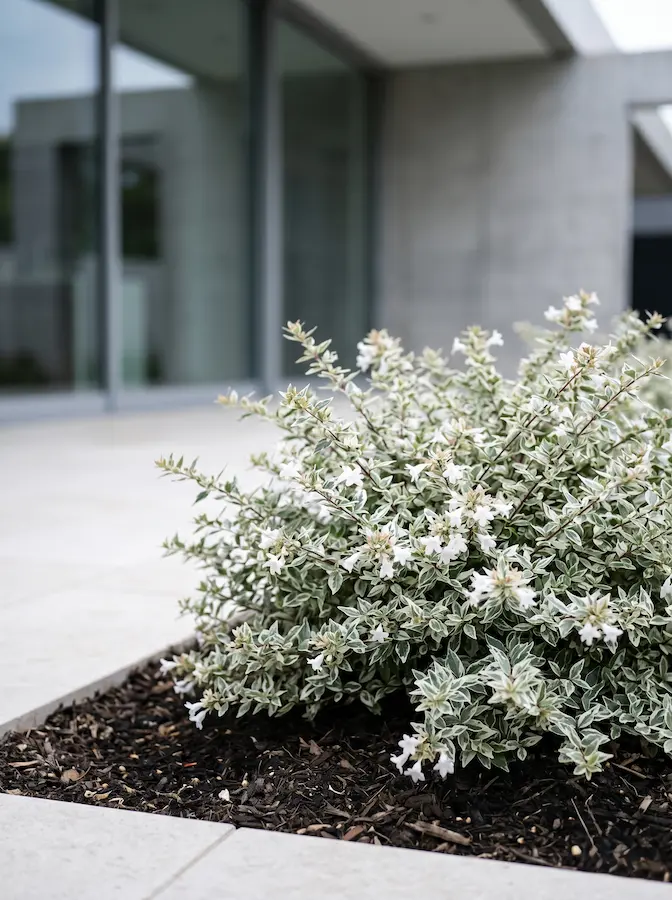 Abelia Silver Anniversary | jardinesconestiloes Abelia Silver Anniversary Abelia Grandiflora Versatilidad En Color Estructura Y Aroma Para El Jardín