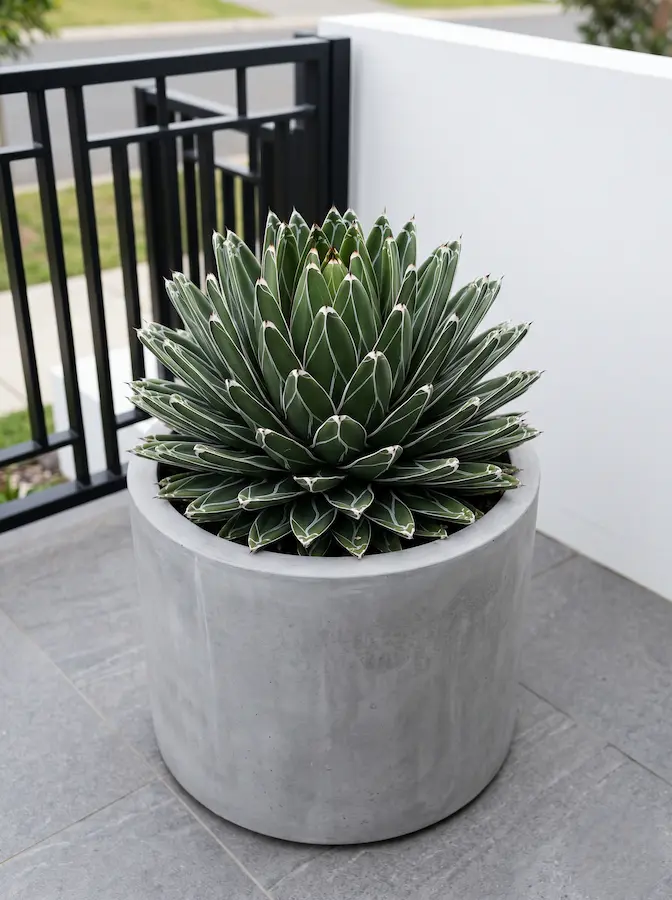 Agave Victoriae reginae Plantas Crasas El Universo Vegetal Que Guarda El Agua Y Esculpe El Jardín Contemporáneo