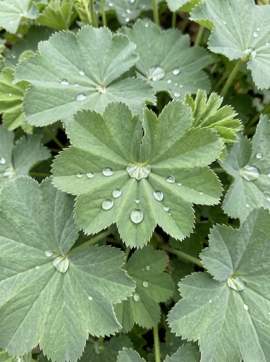 Alchemilla mollis | jardinesconestiloes Alchemilla Mollis El Prisma Del Rocío Pie De León