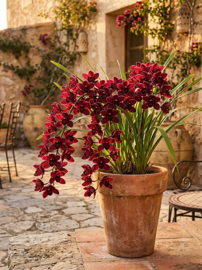 Cymbidium ruby Red Cymbidium La Fuerza Estructural De La Tierra