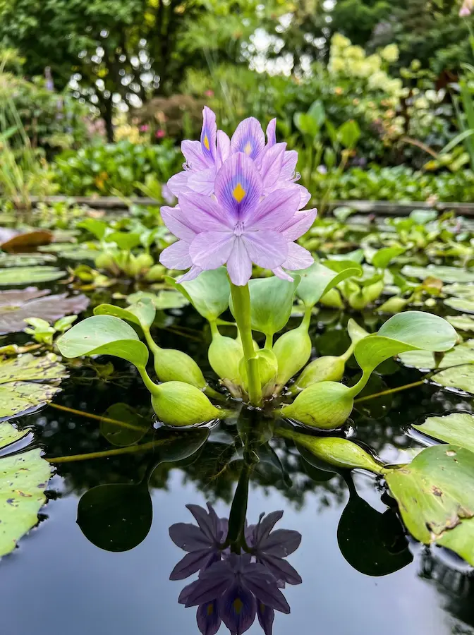 Flor De Jacinto De Agua En Tonos Malva Plantas Flotantes La Belleza Nómada De Un Tapiz Errante