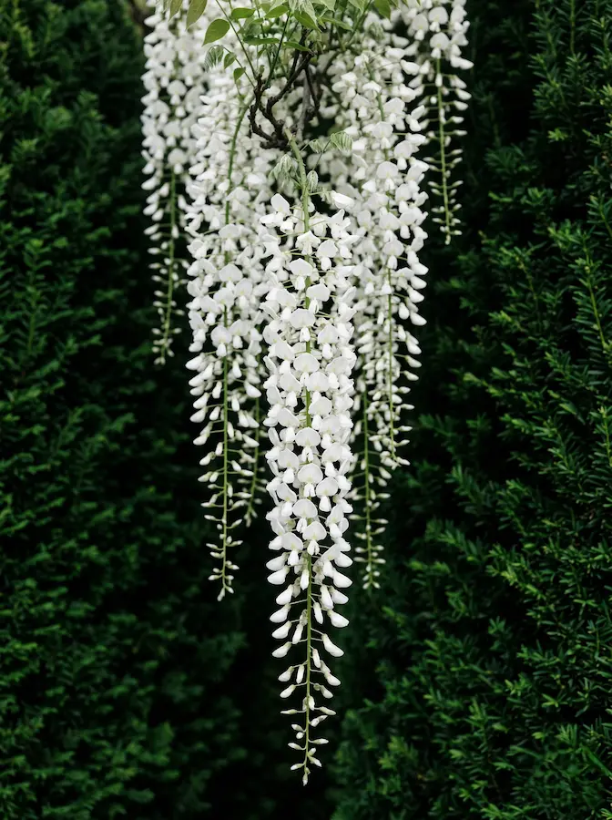 Glicinia Alba plena | jardinesconestiloes Glicinia Alba Plena Diseño Arquitectónico Con Glicinias wisteria Control Volumétrico Y Floración Estructural