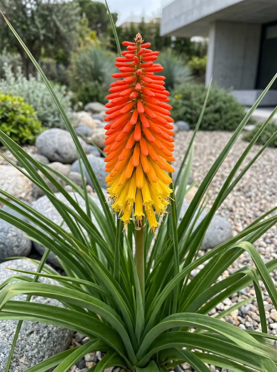 Kniphofia uvaria | jardinesconestiloes Kniphofia Uvaria La Antorcha Estructural Tritoma