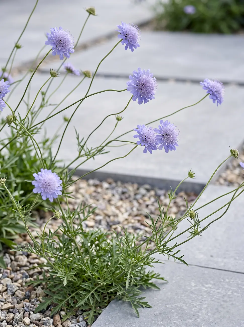 Scabiosa columbaria | jardinesconestiloes Scabiosa Columbaria La Coreografía Del Viento Escabiosa scabiosa Columbaria