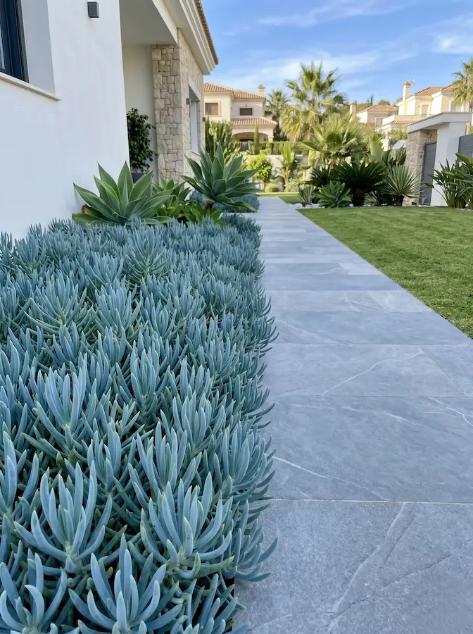 Senecio Mandraliscae Plantas Crasas El Universo Vegetal Que Guarda El Agua Y Esculpe El Jardín Contemporáneo