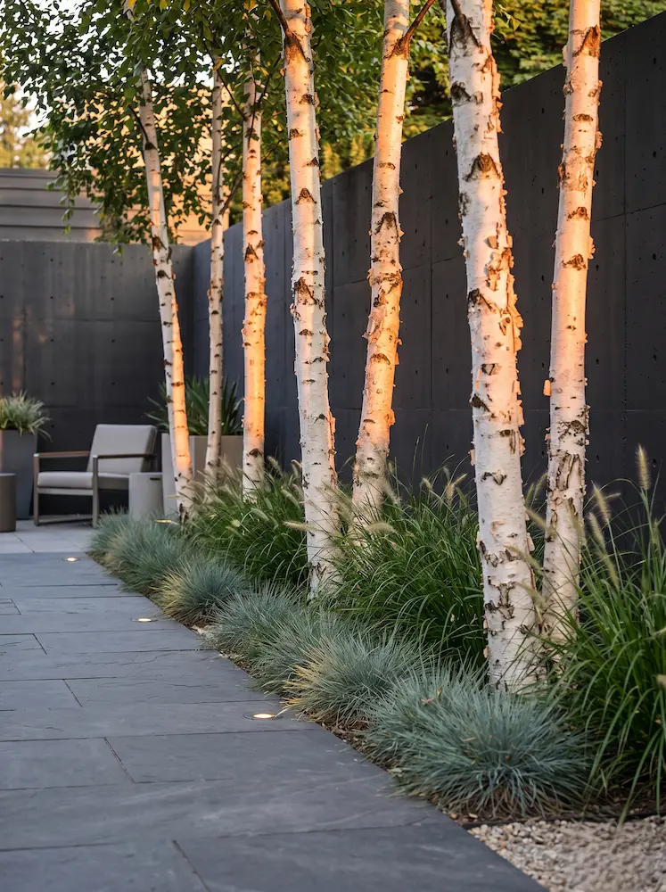 abedules en jardín urbano | jardinesconestiloes Abedules En Jardín Urbano Los Guardianes Del Horizonte La Arquitectura Arbórea En El Diseño De Exteriores
