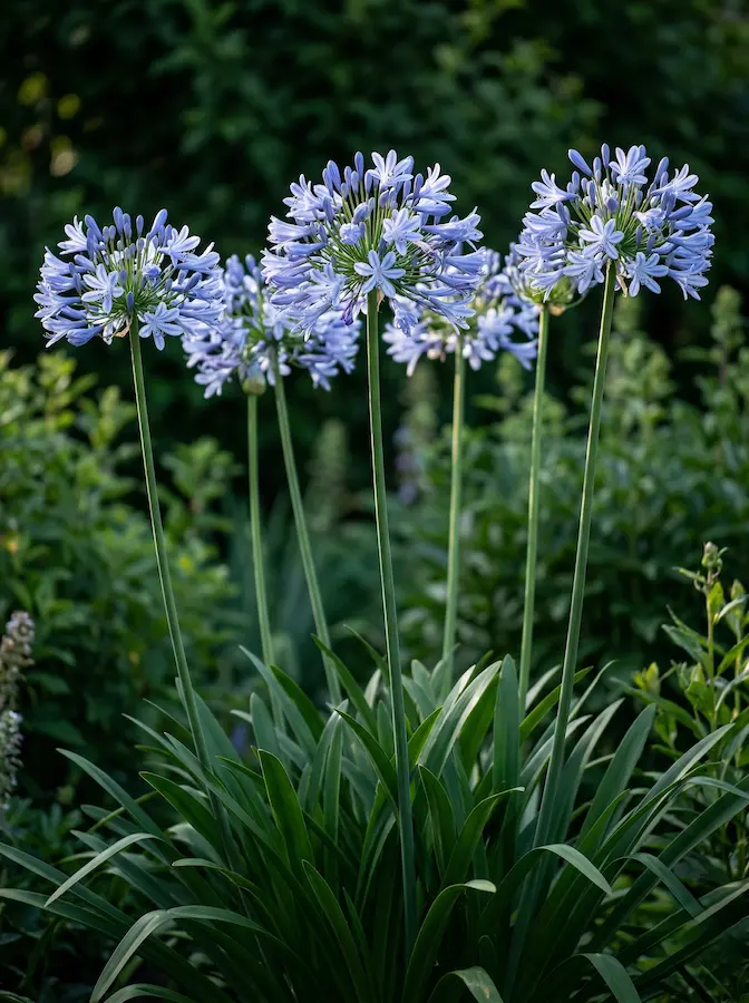 Agapanthus Africanus Integrado Jardín Agapanthus