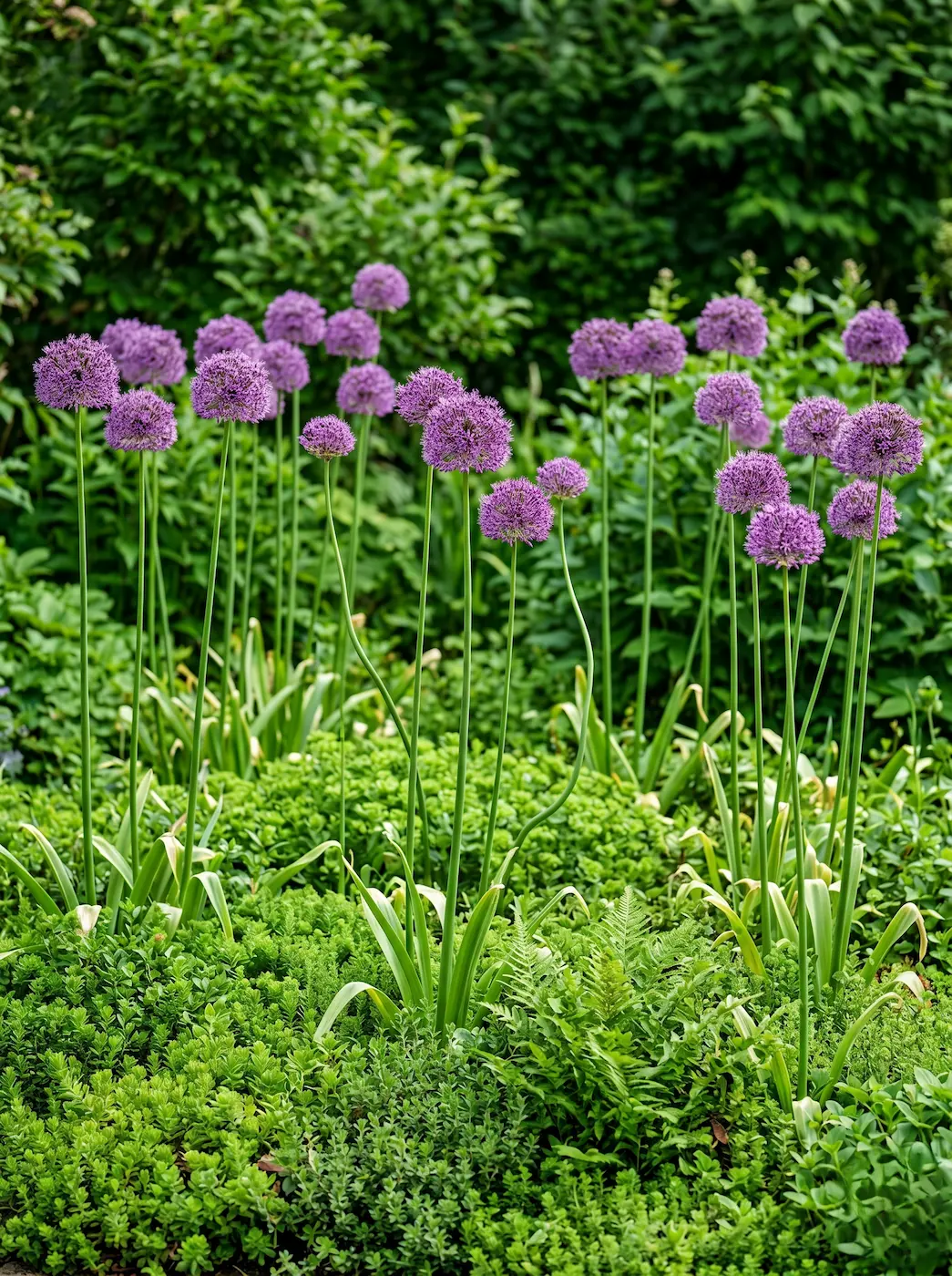 Allium Giganteum El Allium En El Diseño Exterior Geometría Esférica Y Arquitectura Botánica