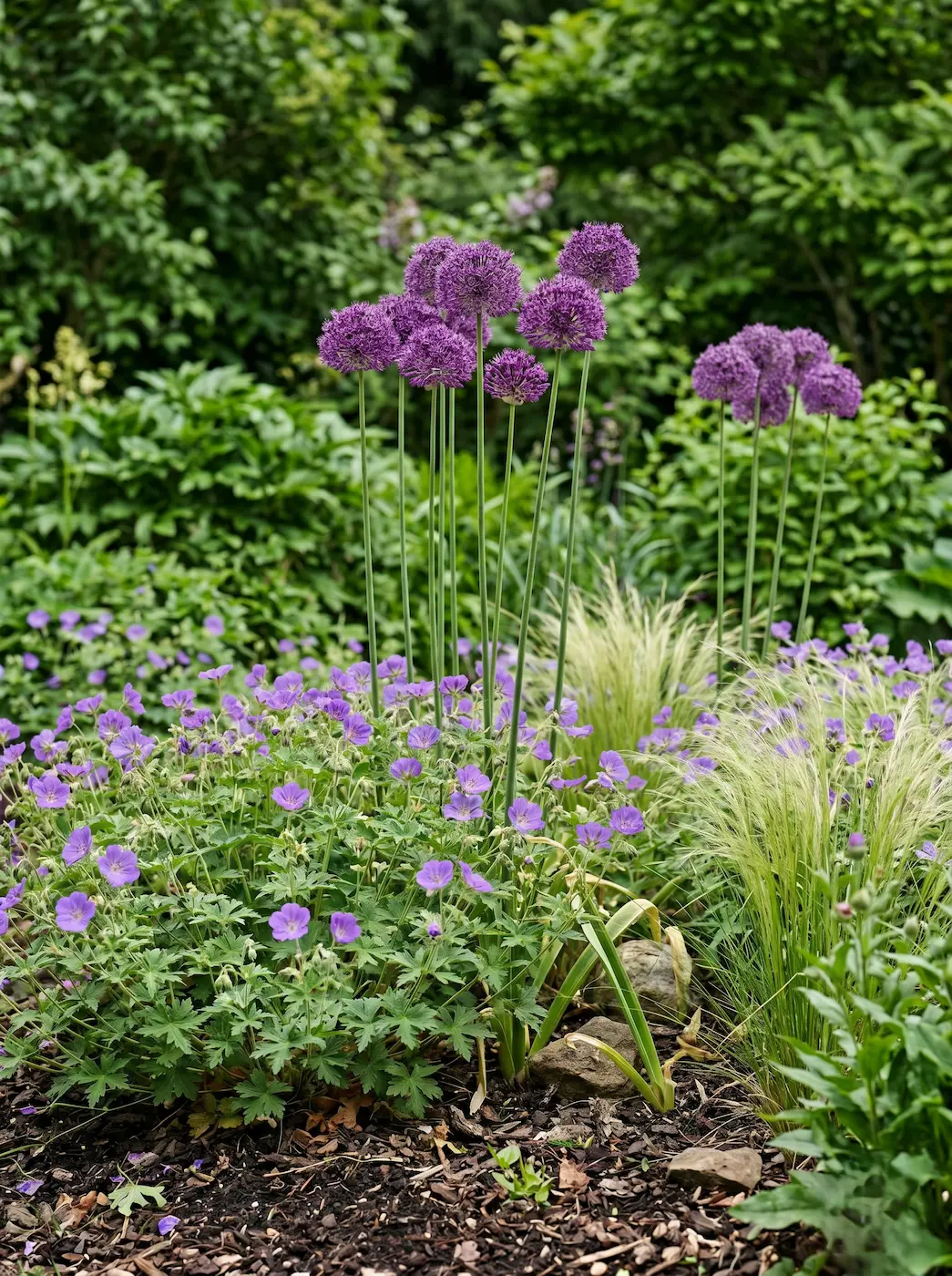 Allium Purple Sensation El Allium En El Diseño Exterior Geometría Esférica Y Arquitectura Botánica