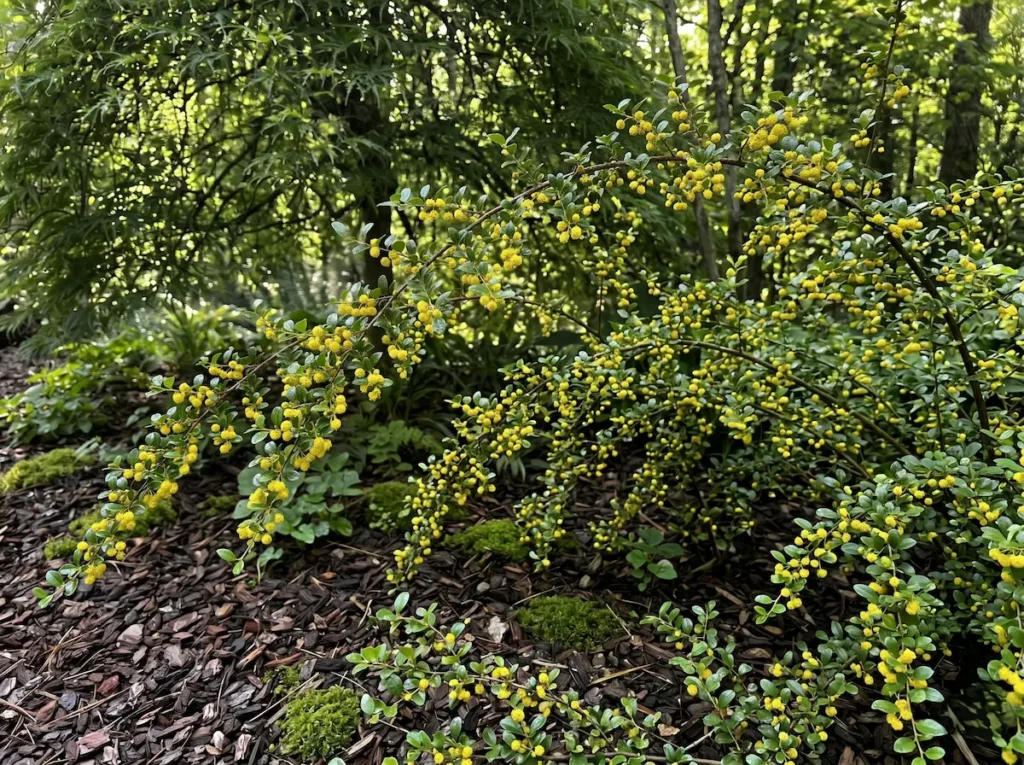 azara microphylla carcolén | jardinesconestiloes Azara Microphylla Carcolén Azara Microphylla Elegancia Sutil Con Aroma a Vainilla