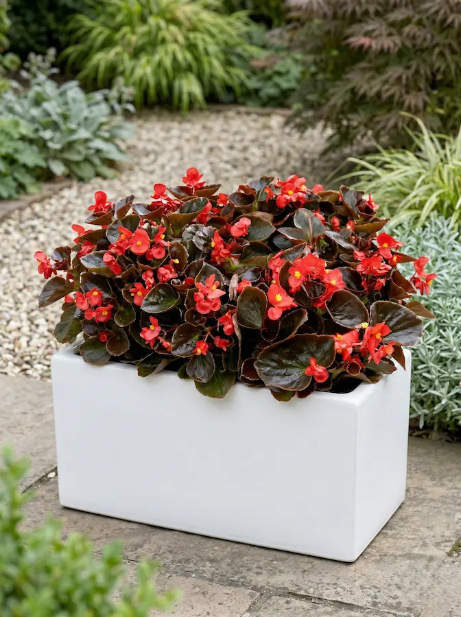 begonias flor roja en jardinera blanca | jardinesconestiloes Begonias Flor Roja En Jardinera Blanca Plantas De Flor Para Zonas De Sombra Cómo Crear Un Oasis De Frescor En Casa