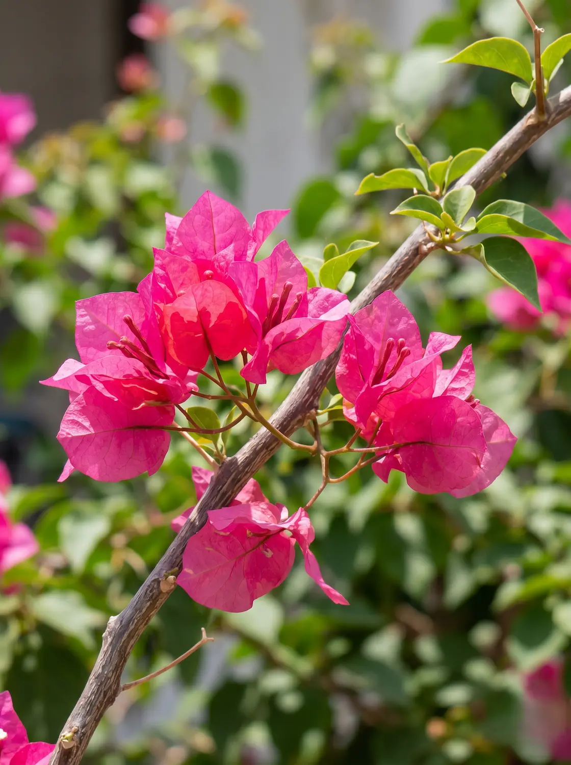buganvilla detalle primer plano | jardinesconestiloes Buganvilla Detalle Primer Plano El Incendio Vertical Bougainvillea