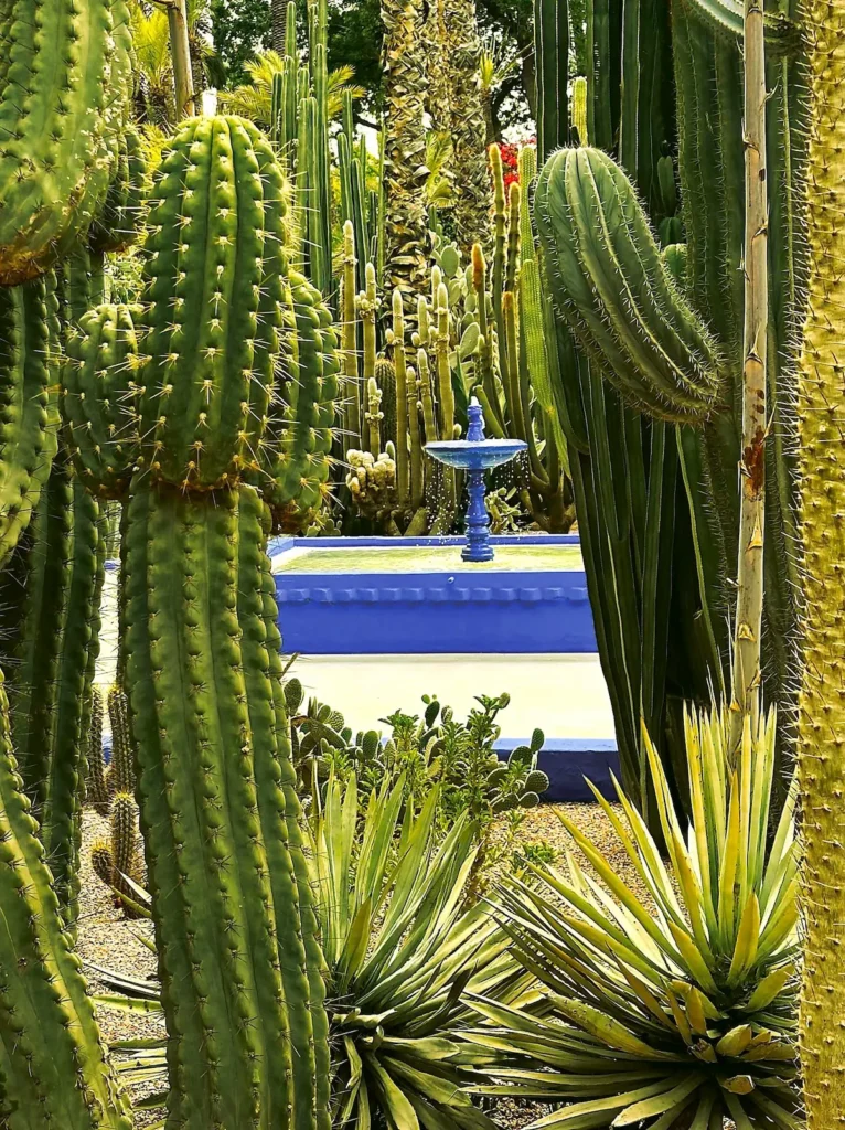 cactus majorelle1 | jardinesconestiloes Cactus Majorelle1 Geometrías De La Excentricidad La Razón Arquitectónica Detrás Del Eclecticismo Paisajístico