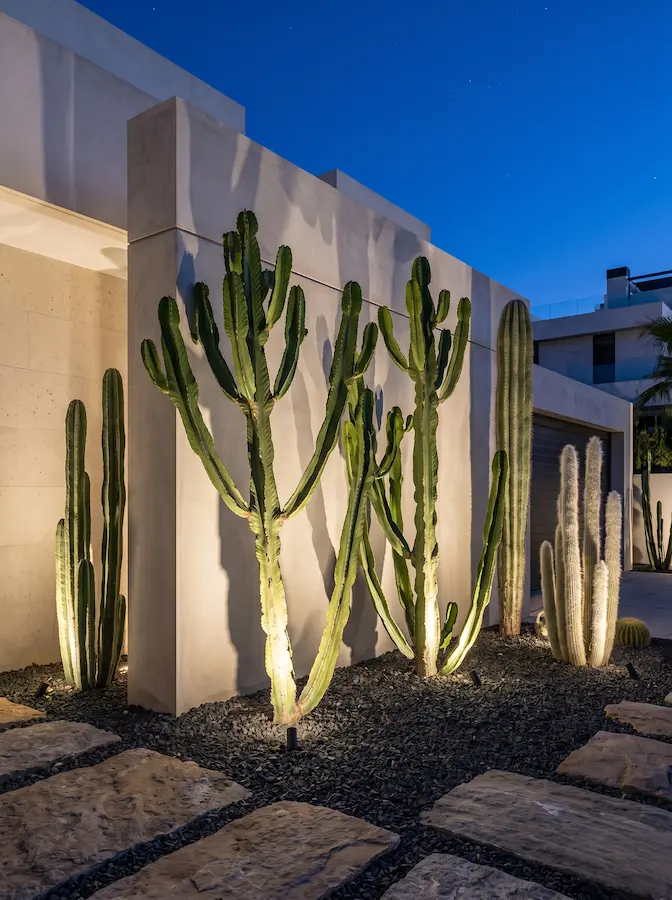 cactus visión nocturna | jardinesconestiloes Cactus Visión Nocturna El Cactus Como Pilar Escultórico Verticalidad Inalterable En El Paisajismo Natural Xerofítico