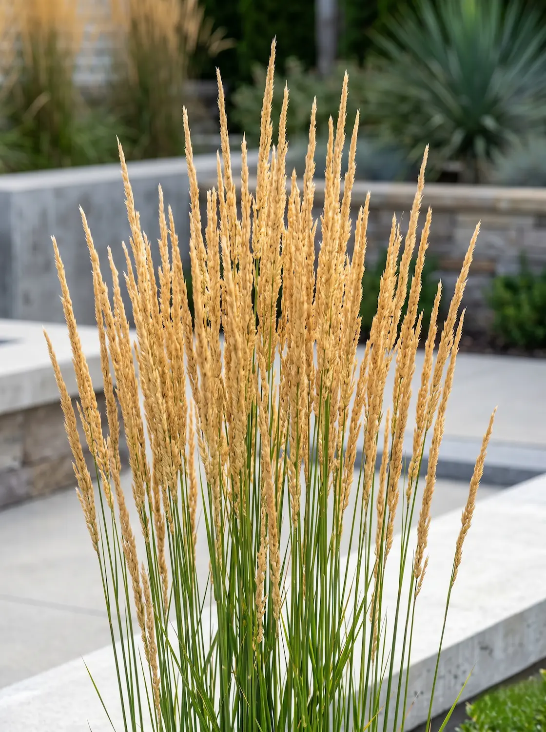 calamagrostis karl foerster | jardinesconestiloes Calamagrostis Karl Foerster Pluma De Karl Foerster calamagrostis X Acutiflora La Verticalidad Disciplinada