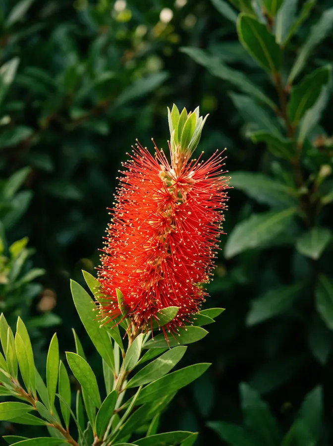 callistemum laevis detalle | jardinesconestiloes Callistemum Laevis Detalle Callistemon Laevis La Llamarada Persistente Del Jardín Mediterráneo