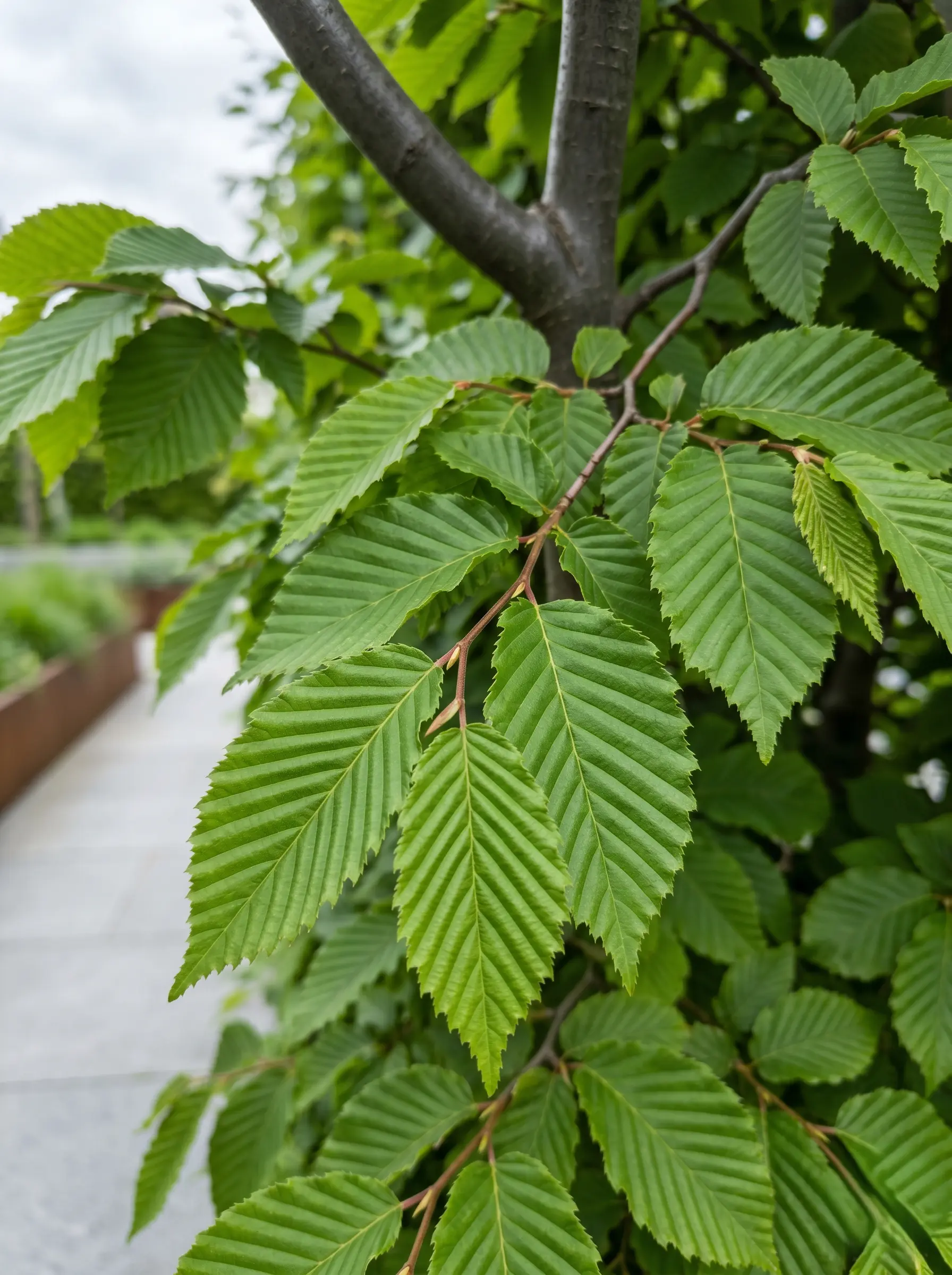 Carpinus Betulus Carpe Primer Plano Carpe carpinus Betulus Pantallas Vivas Y Excelencia Estructural