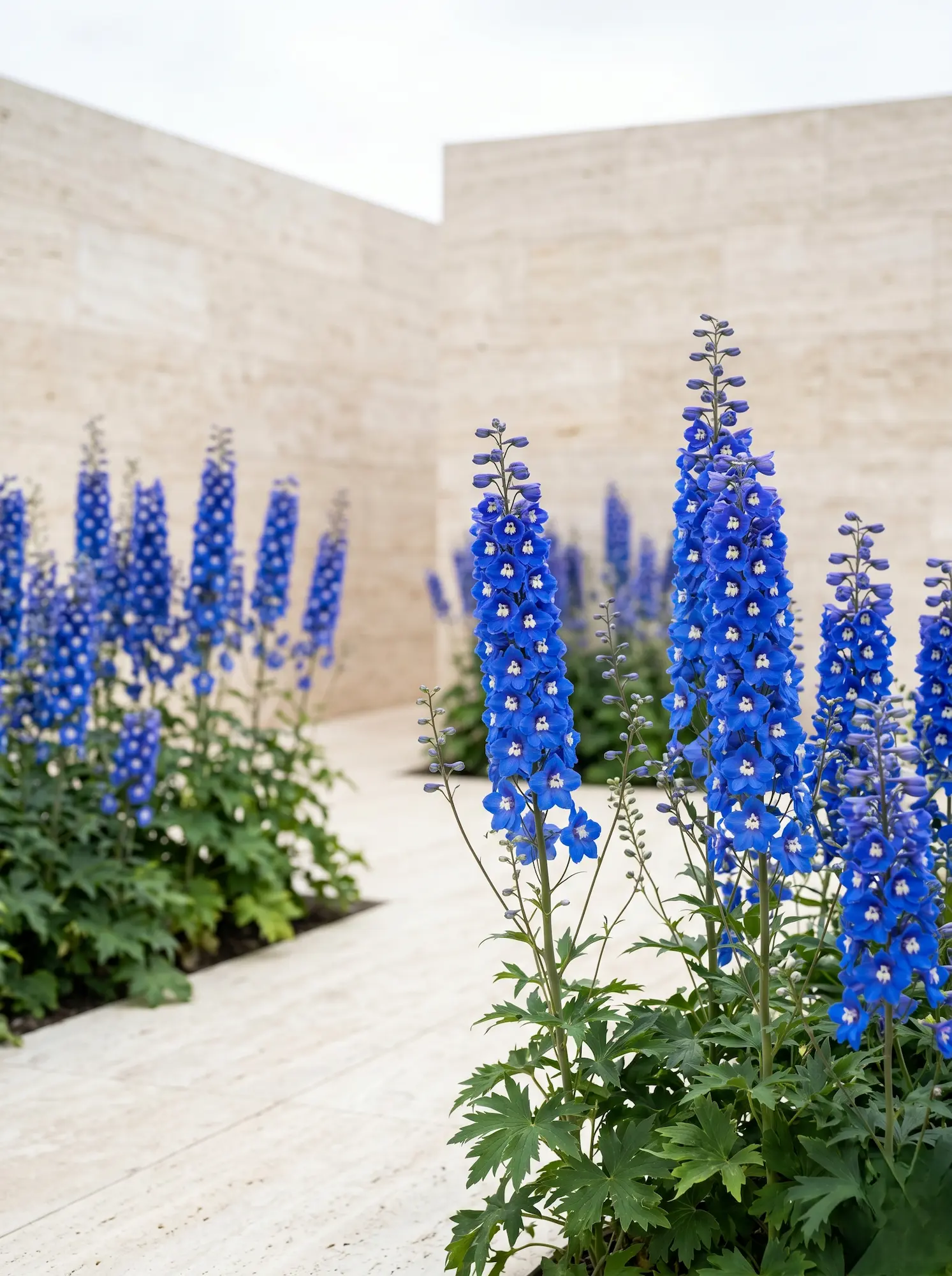 delphinium 2 | jardinesconestiloes Delphinium 2 El Delphinium En La Arquitectura Exterior Estructura Vertical Y Ritmo Cromático
