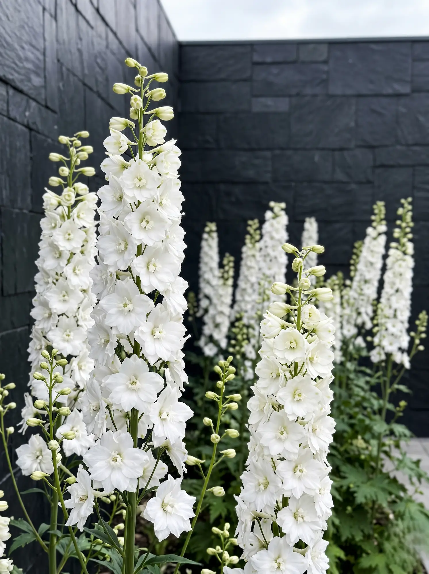 delphinium 3 | jardinesconestiloes Delphinium 3 El Delphinium En La Arquitectura Exterior Estructura Vertical Y Ritmo Cromático