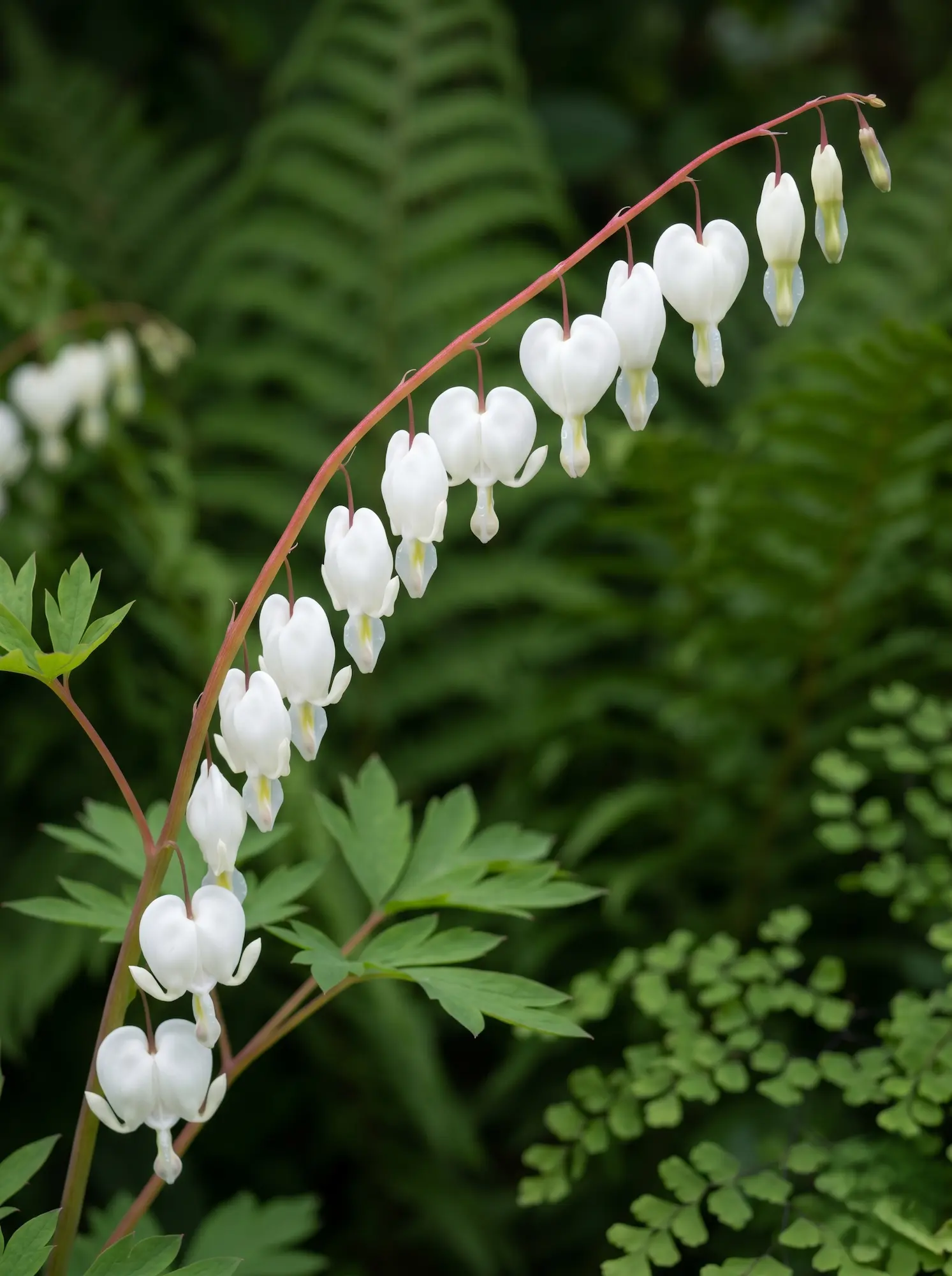 dicentra alba | jardinesconestiloes Dicentra Alba Dicentra Blanca dicentra Spectabilis alba Arquitectura De Sombra'Alba', destacando su geometría orgánica y pureza visual.