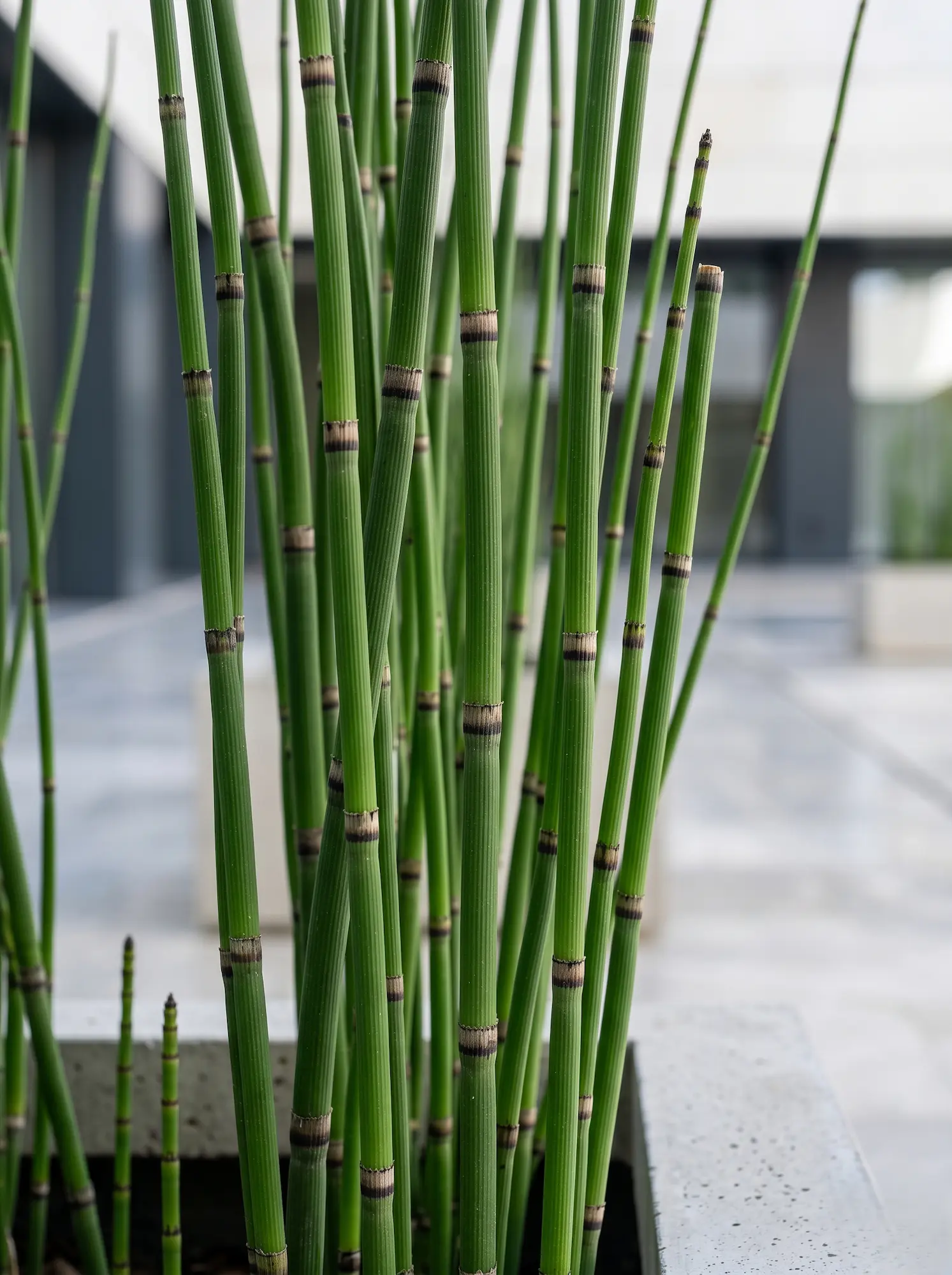 Equisetum Hyemale Detalle Cola De Caballo equisetum Hyemale Verticalidad Y Excelencia Minimalista