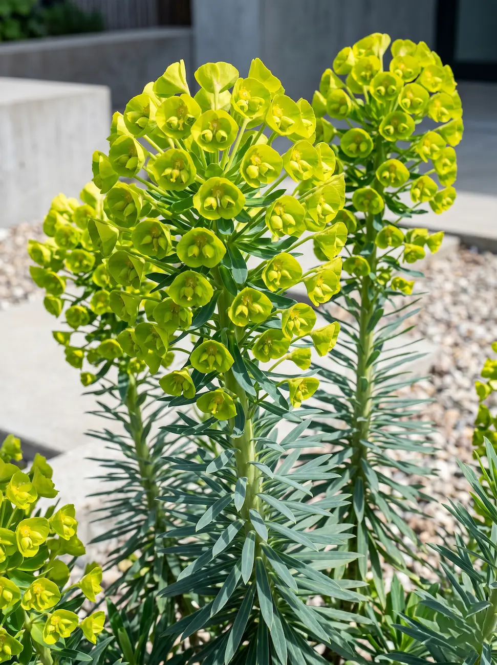euphorbia chacaricias 34 | jardinesconestiloes Euphorbia Chacaricias 3 4 El Obelisco Ácido Euforbia Mediterránea