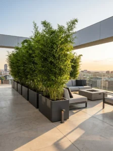 fargesias en jardineras atico | jardinesconestiloes Fargesias En Jardineras Atico Bambú No Invasivo fargesia Spp Arquitectura Vegetal Y Privacidad Sin Riesgo Radicular