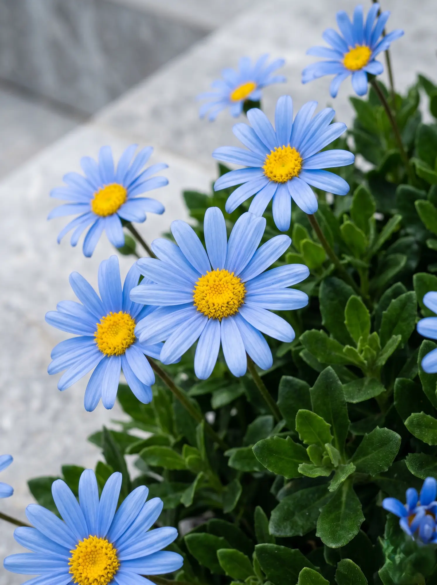 fellicia primper plano | jardinesconestiloes Fellicia Primper Plano Margarita Azul felicia Amelloides Cromaticidad Y Rigor En El Paisaje