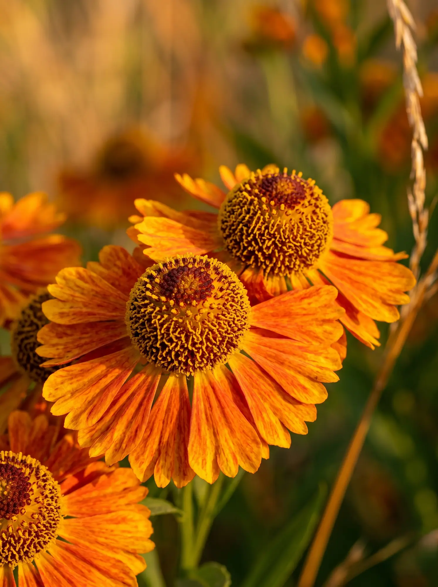 helenio ficha | jardinesconestiloes Helenio Ficha Helenio helenium Autumnale La Incandescencia Del Paisajismo Naturalista