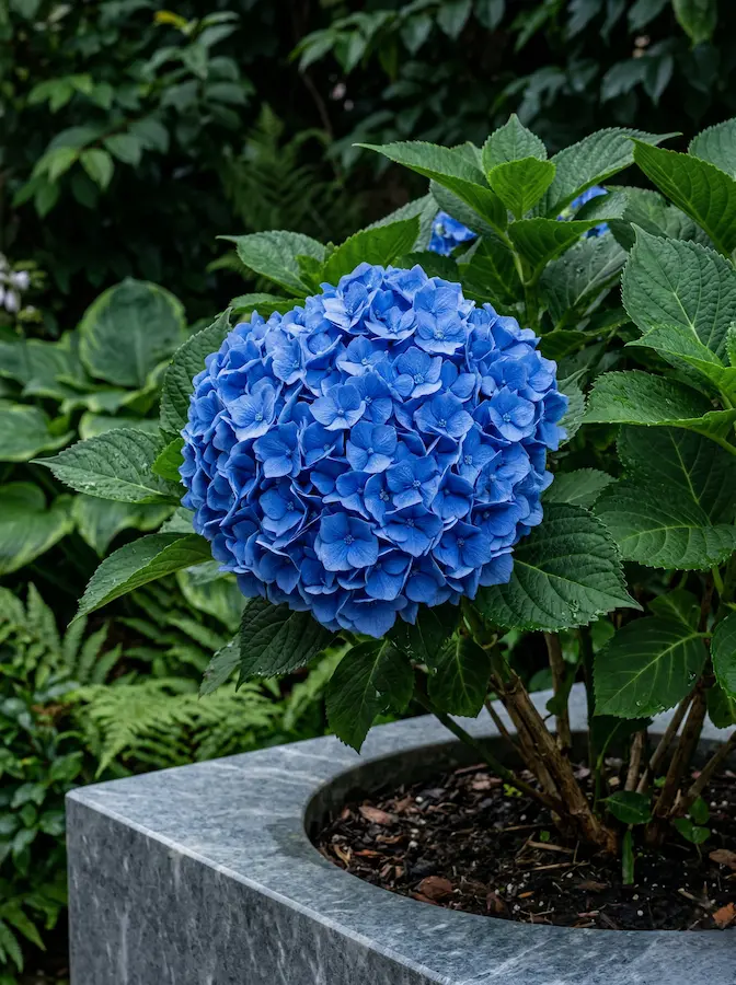 Hortensia Azul En Maceta Marmol Negro Plantas De Flor Para Zonas De Sombra Cómo Crear Un Oasis De Frescor En Casa