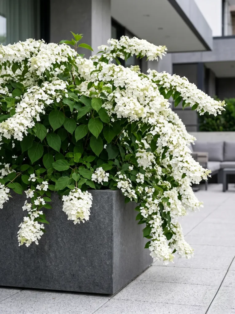 hortensia guirnalda en maceta | jardinesconestiloes Hortensia Guirnalda En Maceta Hydrangea runaway Bride La Hortensia Guirnalda Para Un Diseño De Excelencia