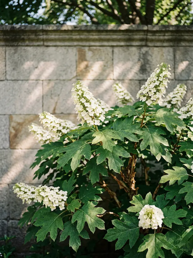 Hydrangea Quercifolia Hydrangea Quercifolia La Textura Arquitectónica Del Sotobosque