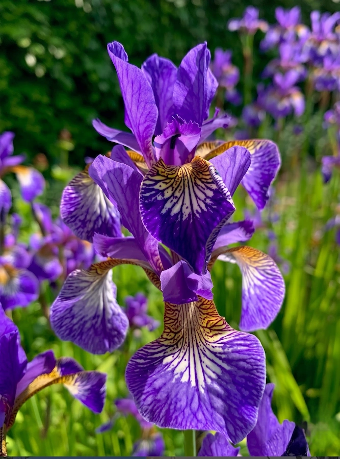Iris Sibarica 1 Iris Sibirica Elegancia Vertical De Azul Siberiano